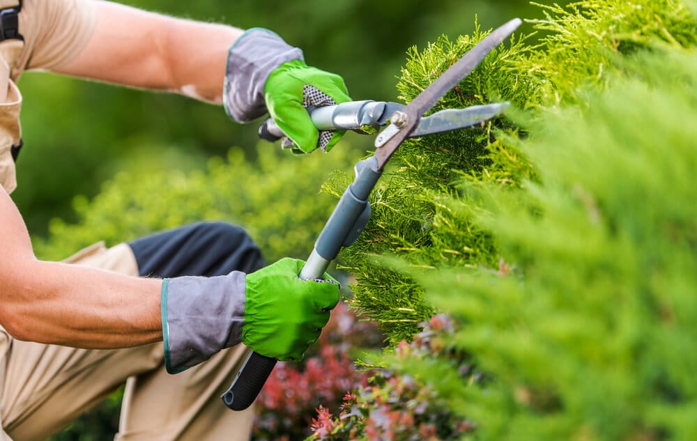 entretien du jardin