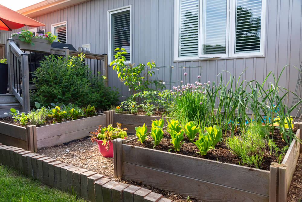 jardin potager