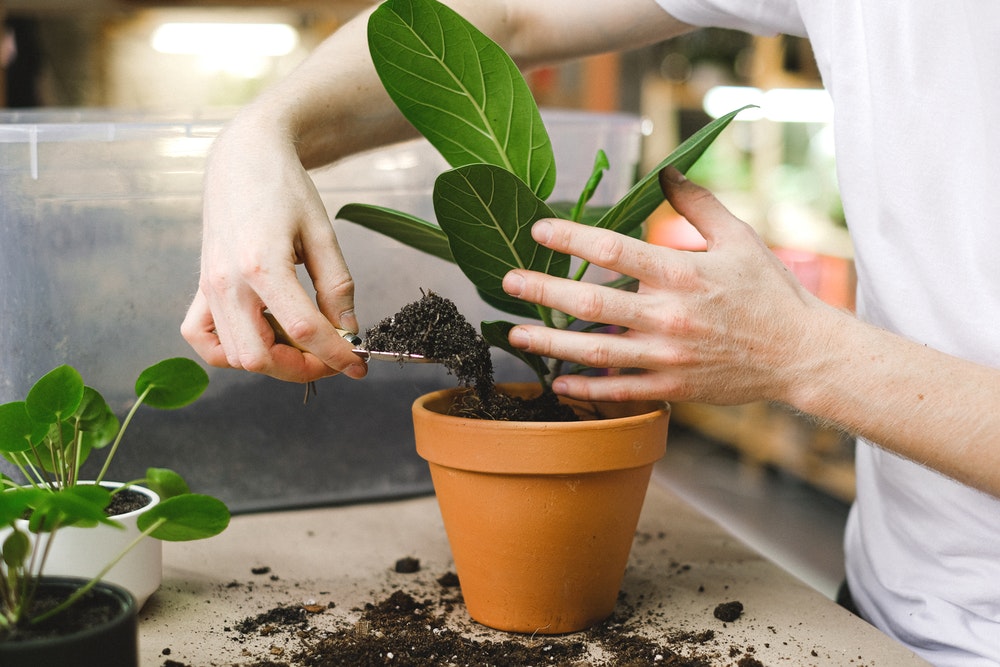 Les gestes à suivre pour entretenir et prendre soin correctement ses plantes exotiques