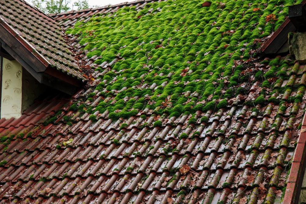 démoussage de sa toiture