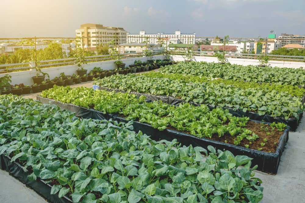 Guide et astuces pour créer un jardin écologique