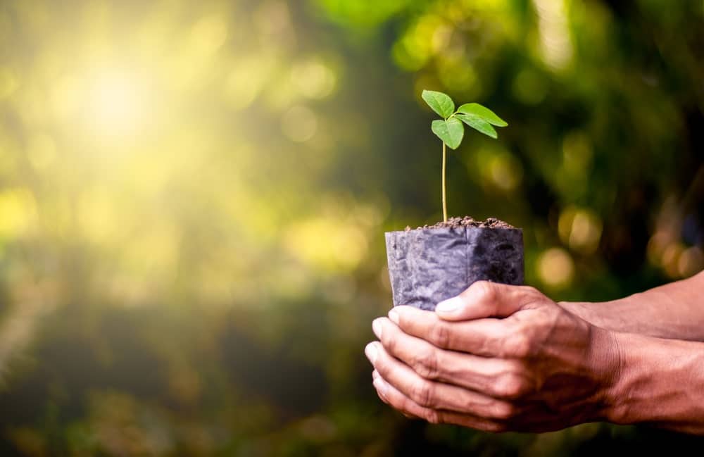 Le choix des plantes pour son jardin écologique