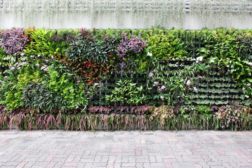 Cover the wall with plants