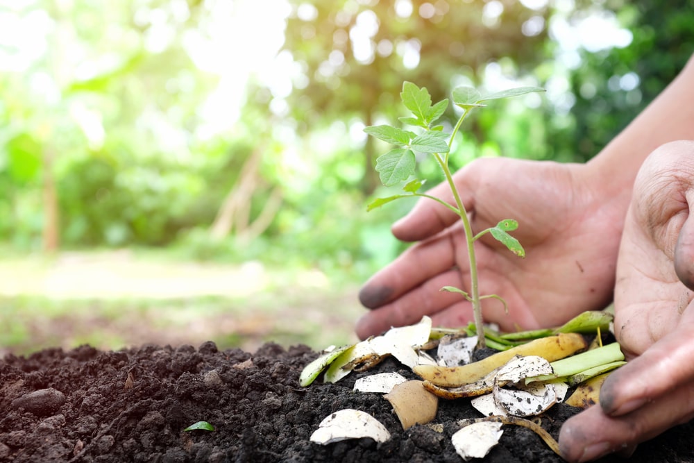 Quelles sont les options populaires d'engrais naturels