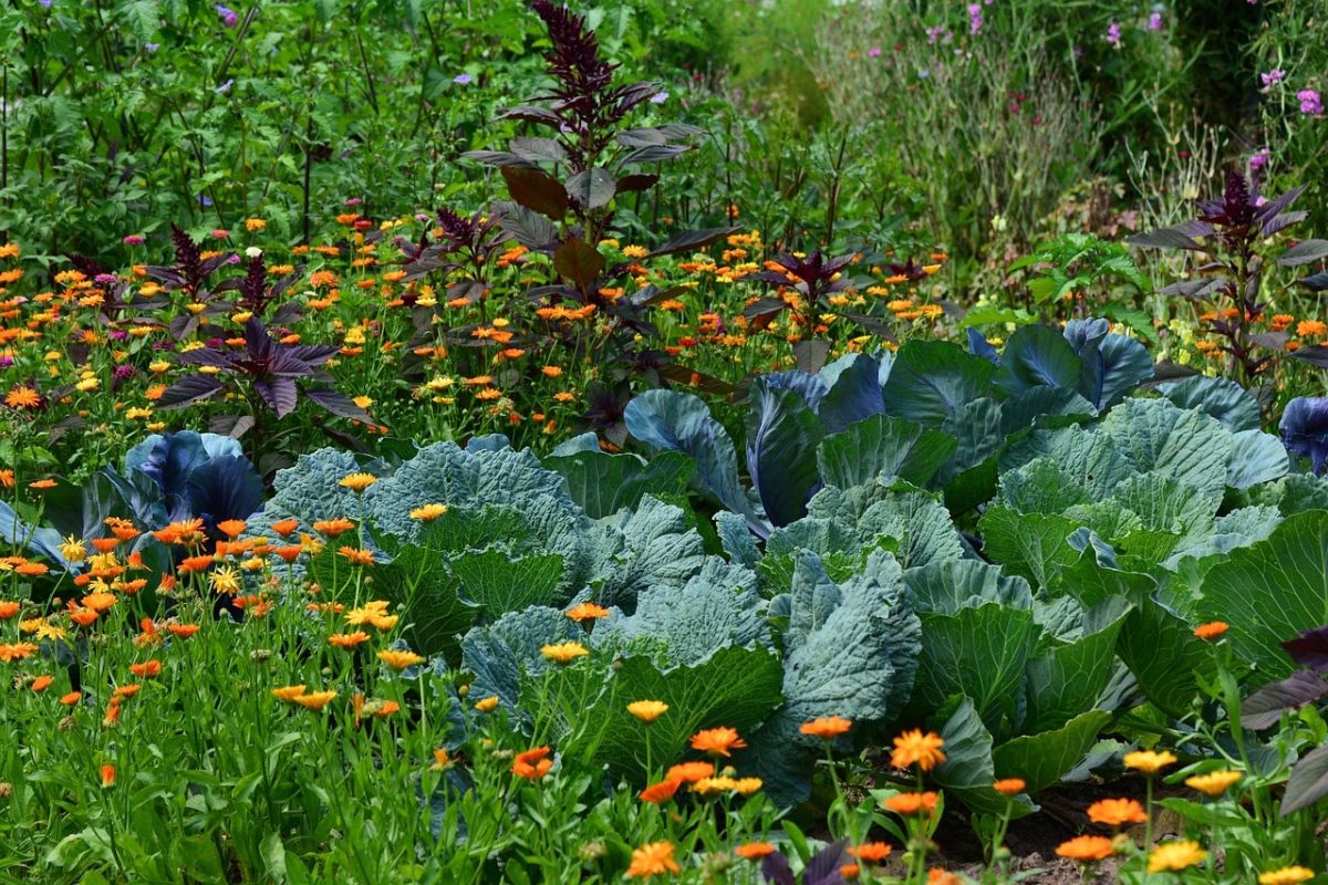 Créer un jardin potager