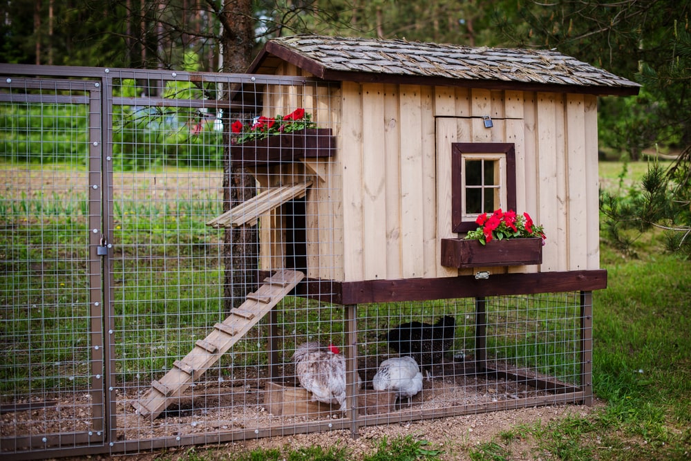 Construire un poulailler fait maison avec des palettes