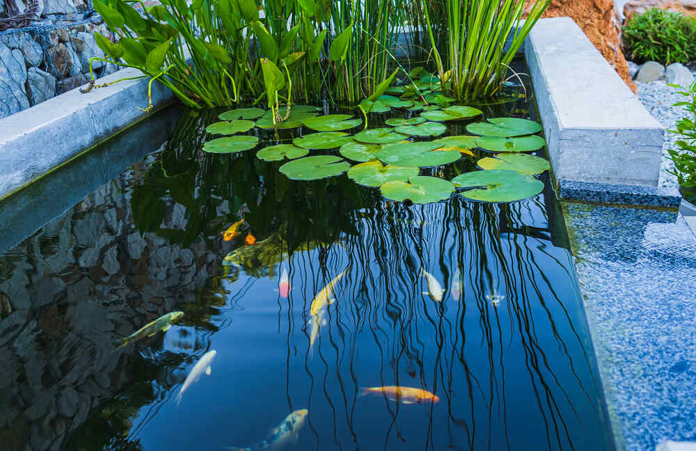 taille du bassin de jardin