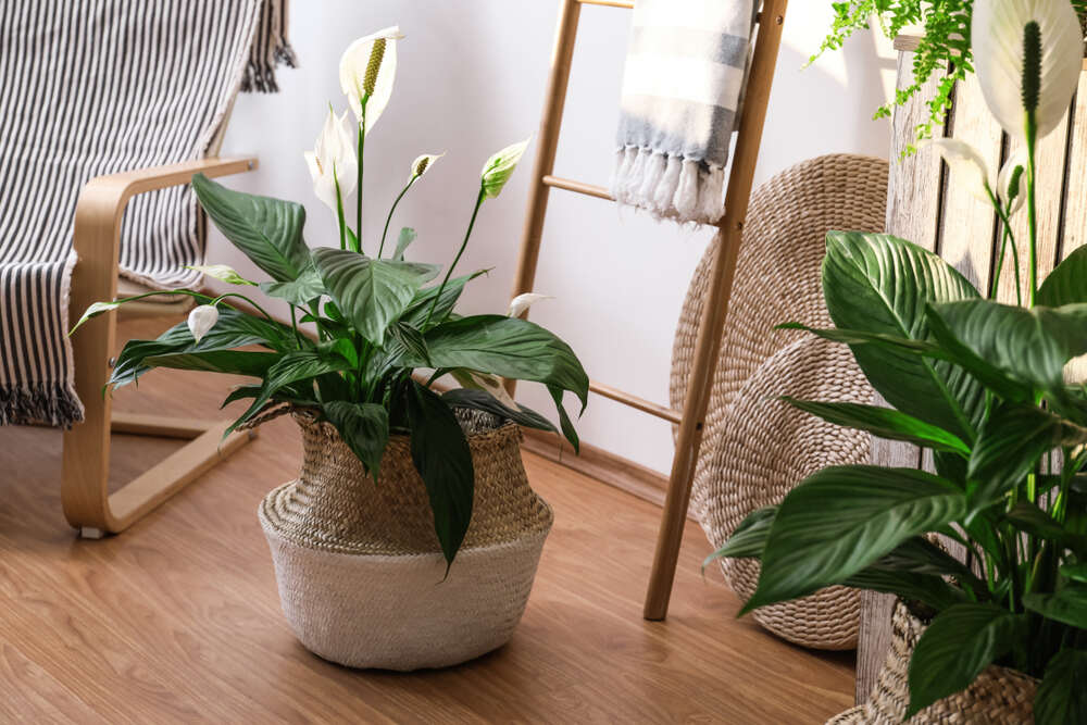 spathiphyllum