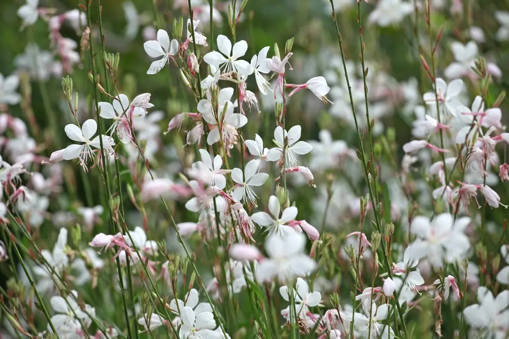 gaura